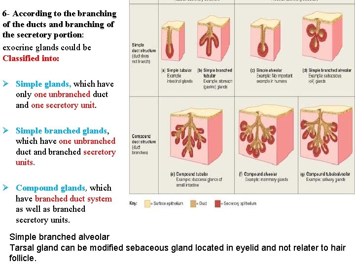 6 - According to the branching of the ducts and branching of the secretory