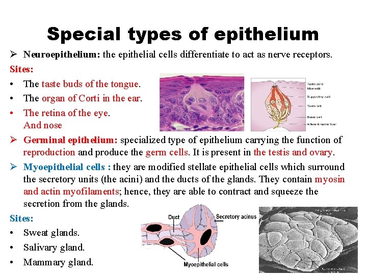 Special types of epithelium Ø Neuroepithelium: the epithelial cells differentiate to act as nerve