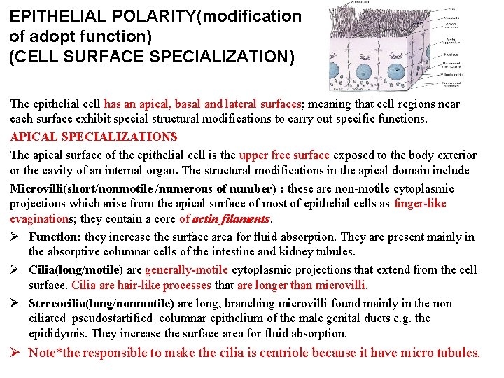 EPITHELIAL POLARITY(modification of adopt function) (CELL SURFACE SPECIALIZATION) The epithelial cell has an apical,