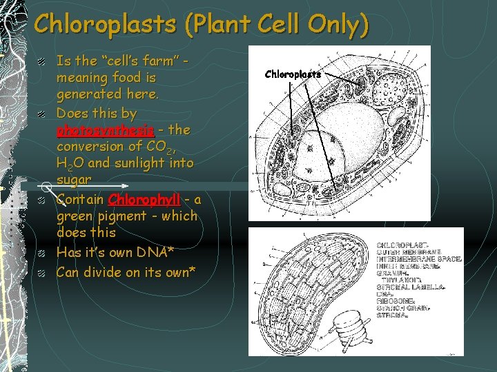Chloroplasts (Plant Cell Only) Is the “cell’s farm” meaning food is generated here. Does