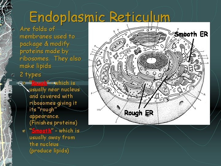 Endoplasmic Reticulum Are folds of membranes used to package & modify proteins made by