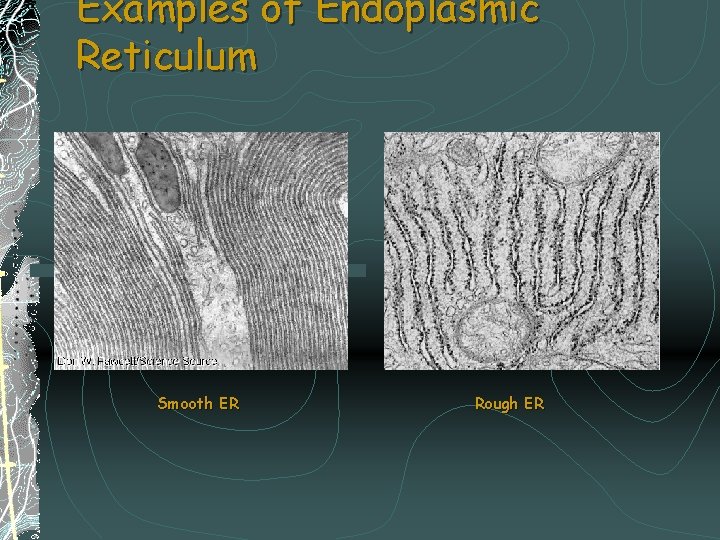 Examples of Endoplasmic Reticulum Smooth ER Rough ER 