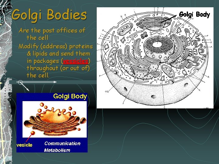 Golgi Bodies Are the post offices of the cell Modify (address) proteins & lipids