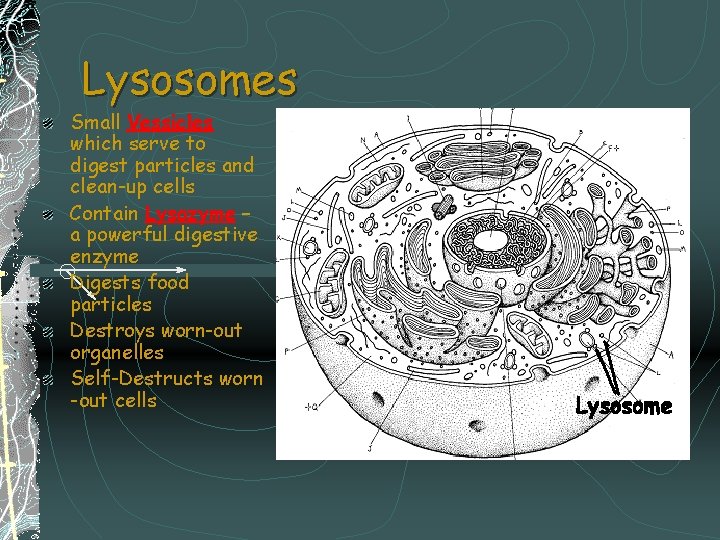 Lysosomes Small Vessicles which serve to digest particles and clean-up cells Contain Lysozyme –