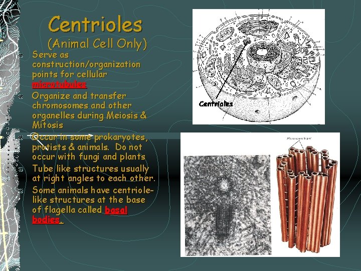 Centrioles (Animal Cell Only) Serve as construction/organization points for cellular microtubules Organize and transfer