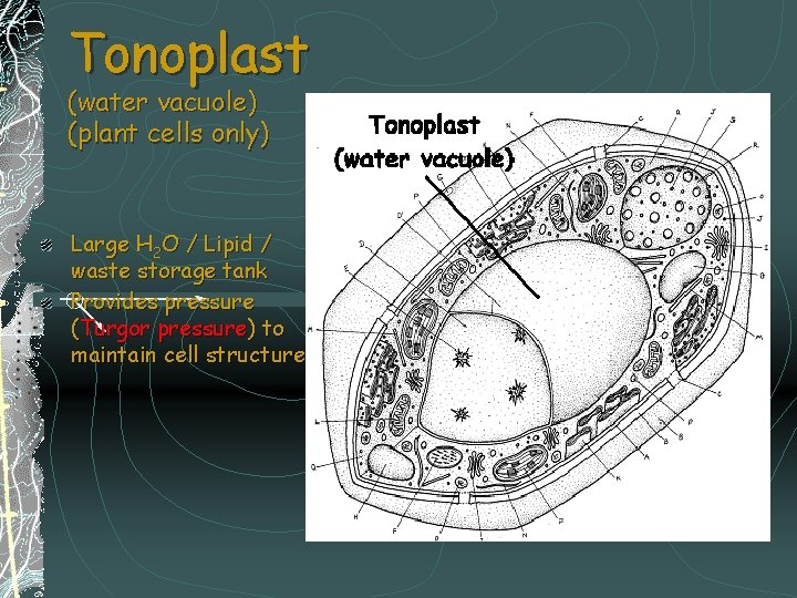 Tonoplast (water vacuole) (plant cells only) Large H 2 O / Lipid / waste