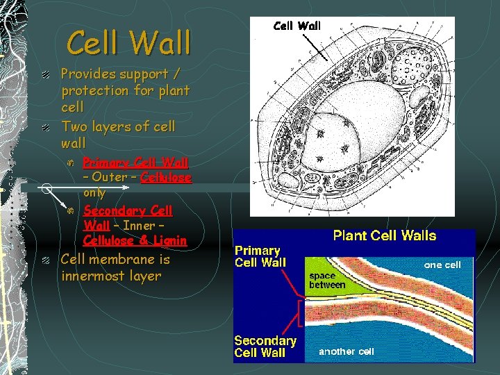Cell Wall Provides support / protection for plant cell Two layers of cell wall