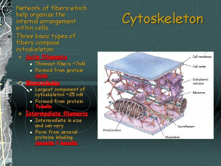 Network of fibers which help organize the internal arrangement within cells. Three basic types