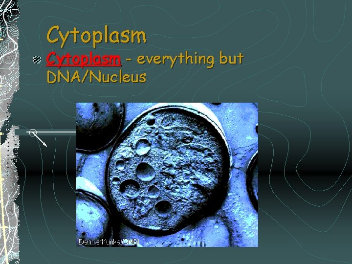 Cytoplasm - everything but DNA/Nucleus 