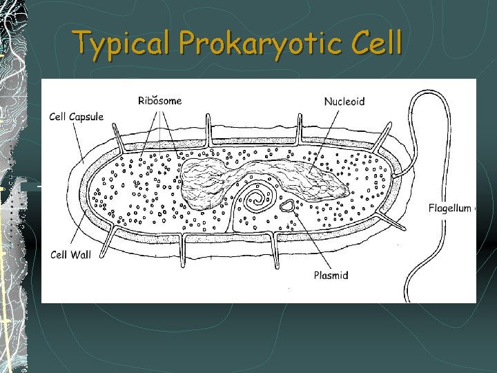 Typical Prokaryotic Cell 