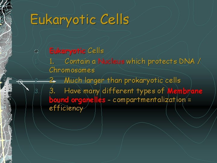 Eukaryotic Cells 1. 2. 3. Eukaryotic Cells 1. Contain a Nucleus which protects DNA