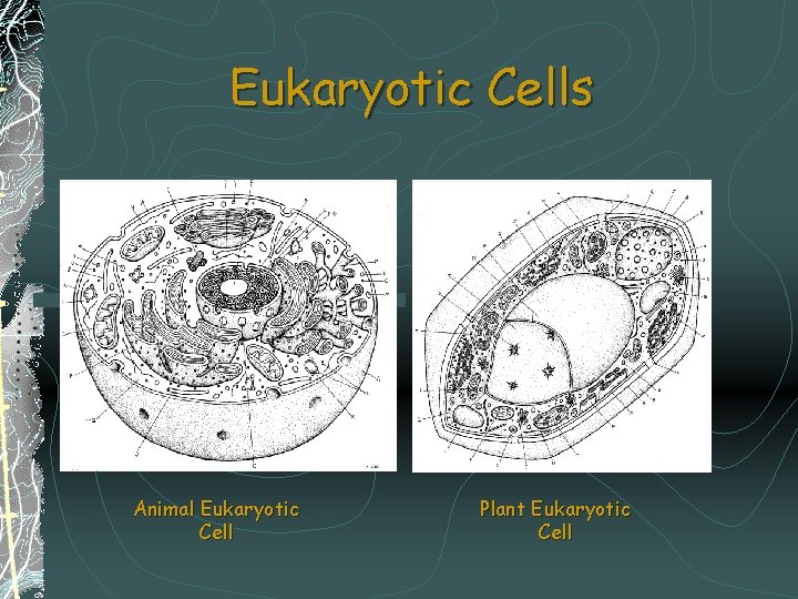 Eukaryotic Cells Animal Eukaryotic Cell Plant Eukaryotic Cell 