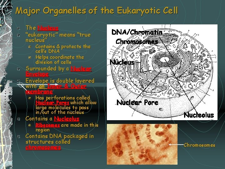 Major Organelles of the Eukaryotic Cell The Nucleus “eukaryotic” means “true nucleus” Contains &