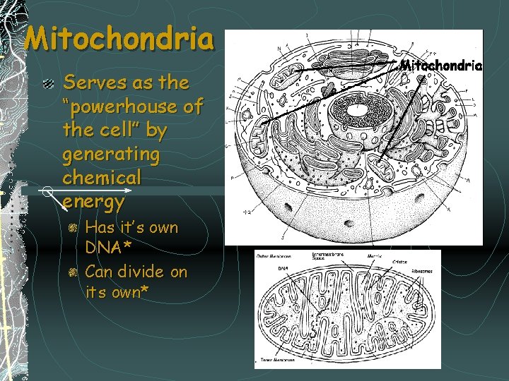 Mitochondria Serves as the “powerhouse of the cell” by generating chemical energy Has it’s