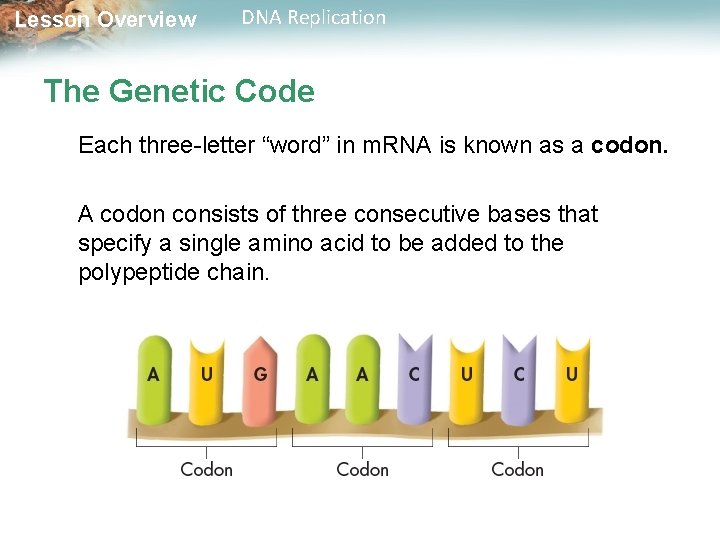 Lesson Overview DNA Replication The Genetic Code Each three-letter “word” in m. RNA is Lesson Overview DNA Replication The Genetic Code Each three-letter “word” in m. RNA is