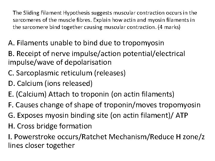 The Sliding Filament Hypothesis suggests muscular contraction occurs in the sarcomeres of the muscle