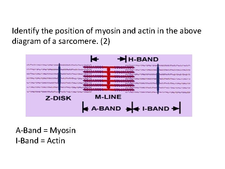 Identify the position of myosin and actin in the above diagram of a sarcomere.