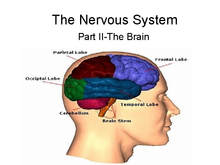 The Nervous System Part II-The Brain 