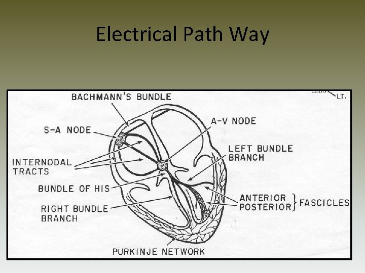 Electrical Path Way 