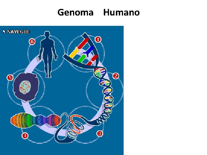 Genoma Humano 