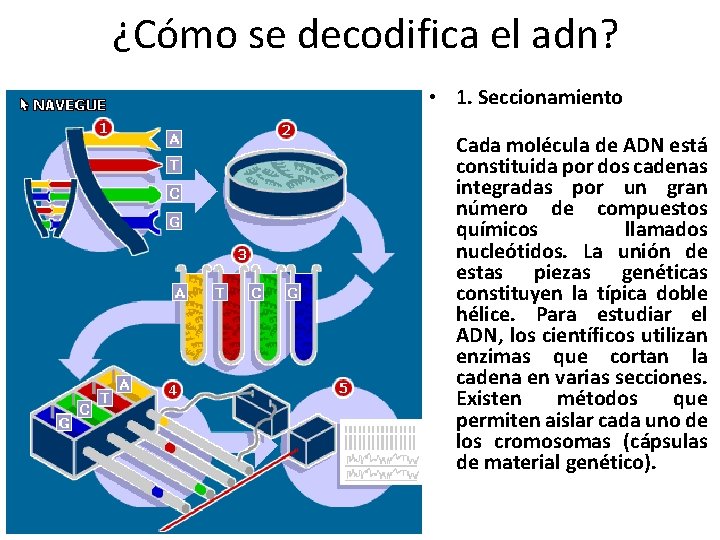 ¿Cómo se decodifica el adn? • 1. Seccionamiento Cada molécula de ADN está constituida