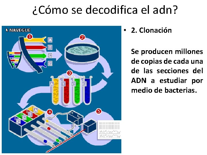 ¿Cómo se decodifica el adn? • 2. Clonación Se producen millones de copias de