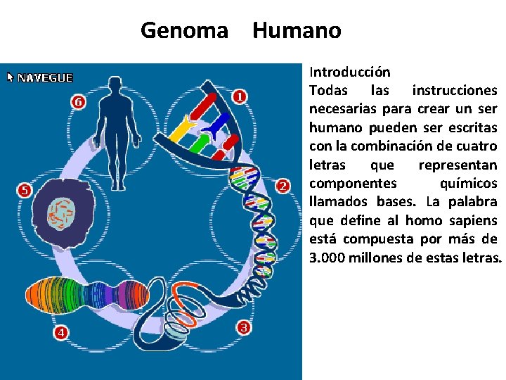 Genoma Humano Introducción Todas las instrucciones necesarias para crear un ser humano pueden ser