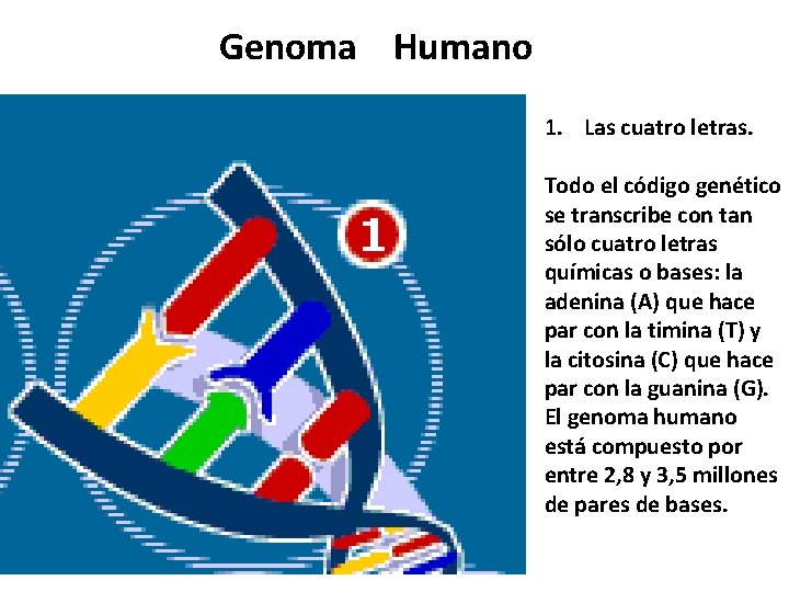 Genoma Humano 1. Las cuatro letras. Todo el código genético se transcribe con tan