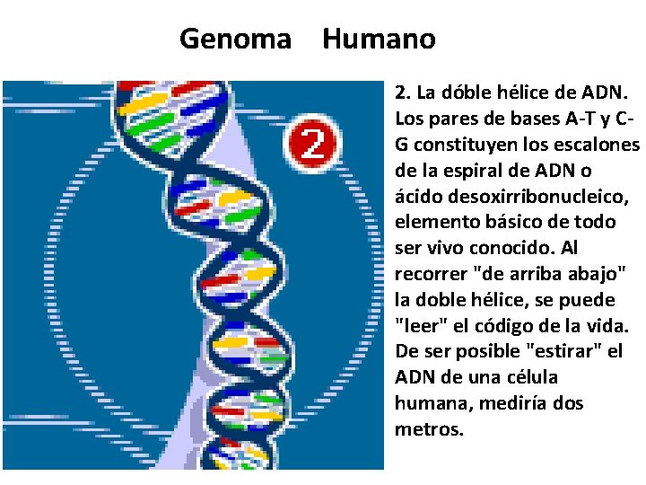 Genoma Humano 2. La dóble hélice de ADN. Los pares de bases A-T y