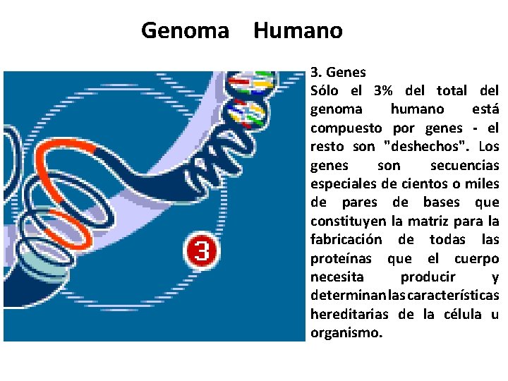 Genoma Humano 3. Genes Sólo el 3% del total del genoma humano está compuesto