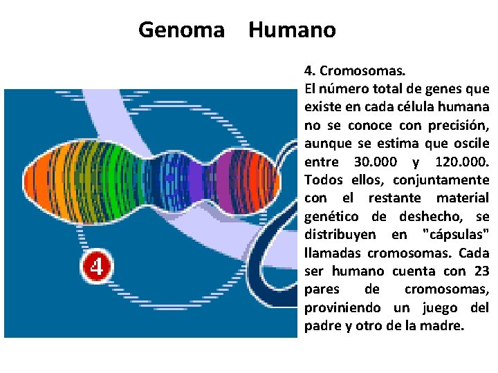 Genoma Humano 4. Cromosomas. El número total de genes que existe en cada célula