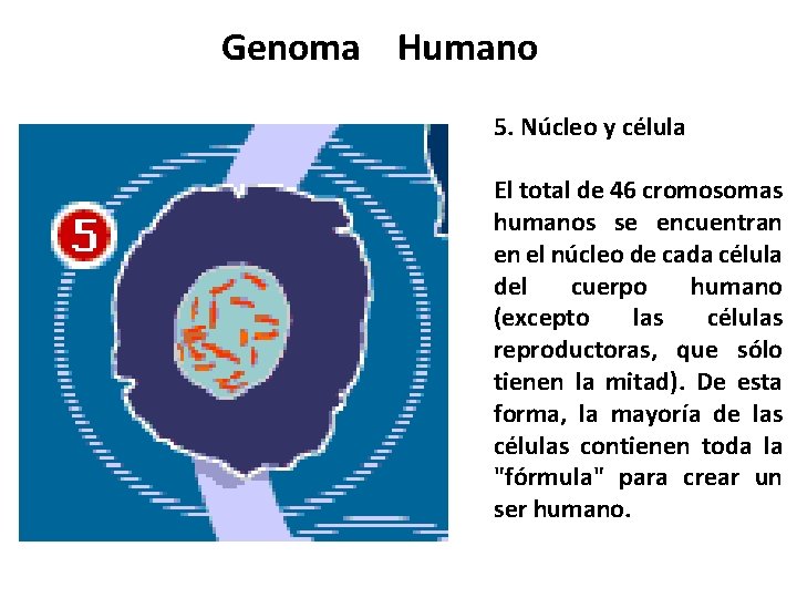 Genoma Humano 5. Núcleo y célula El total de 46 cromosomas humanos se encuentran