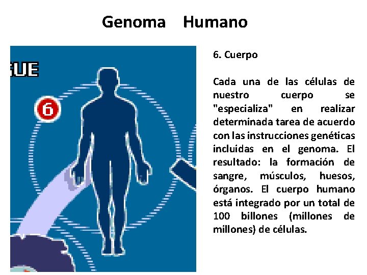 Genoma Humano 6. Cuerpo Cada una de las células de nuestro cuerpo se "especializa"