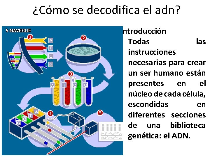 ¿Cómo se decodifica el adn? Introducción Todas las instrucciones necesarias para crear un ser