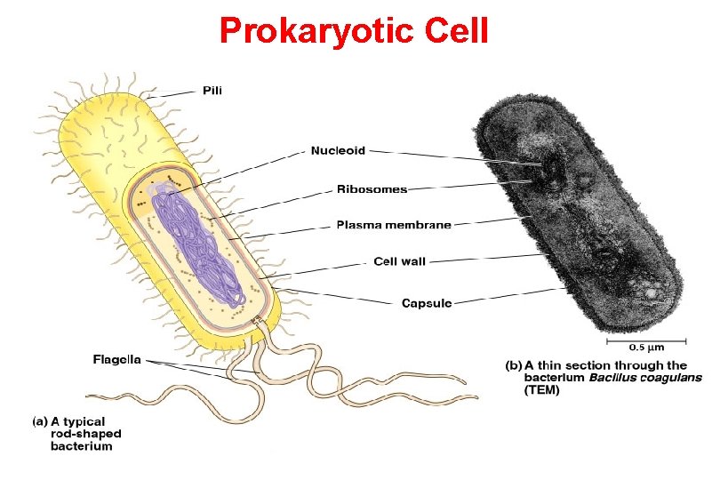 Prokaryotic Cell 