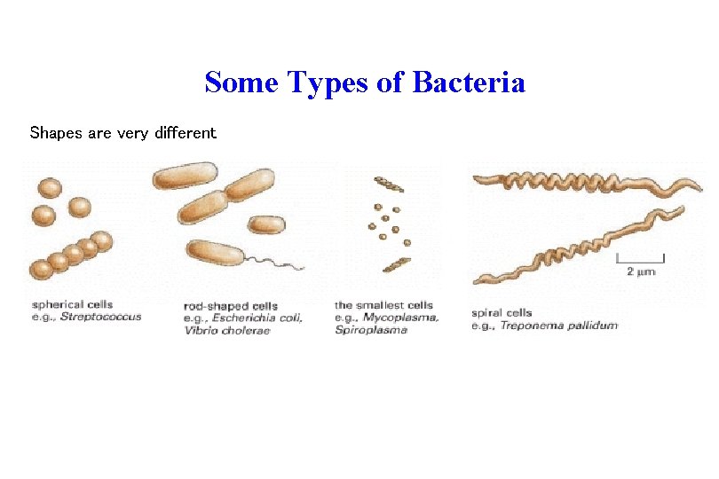 Some Types of Bacteria Shapes are very different 