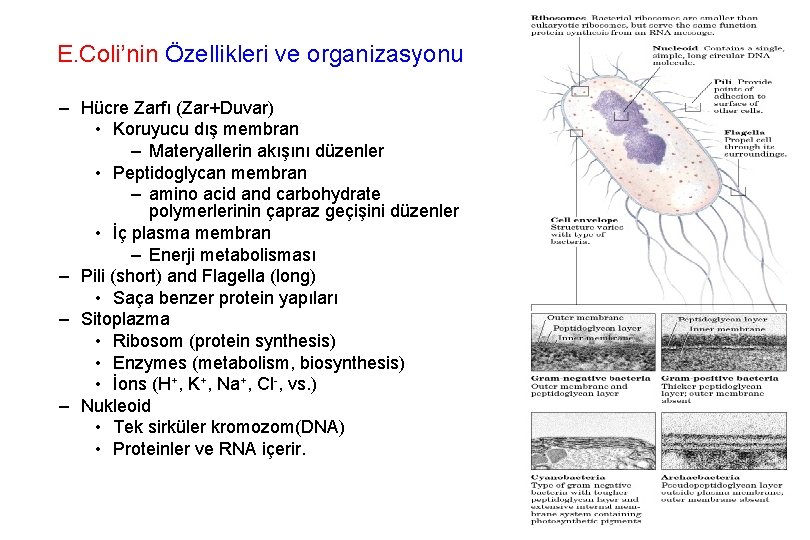 E. Coli’nin Özellikleri ve organizasyonu – Hücre Zarfı (Zar+Duvar) • Koruyucu dış membran –