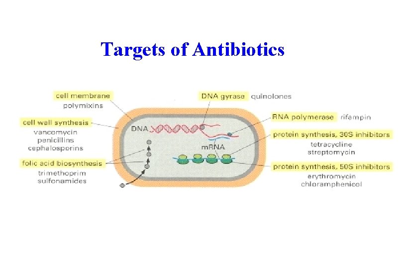 Targets of Antibiotics 