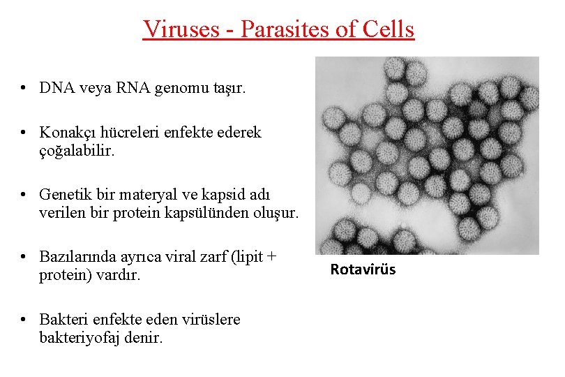 Viruses - Parasites of Cells • DNA veya RNA genomu taşır. • Konakçı hücreleri