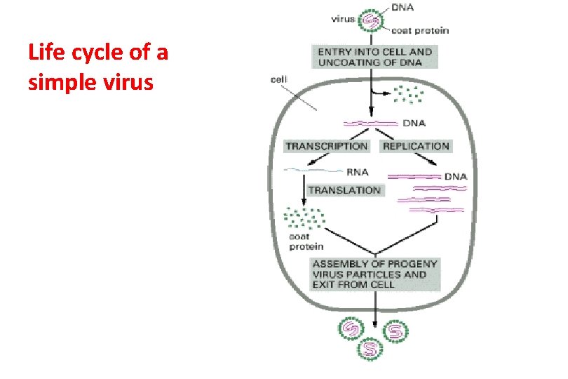 Life cycle of a simple virus 