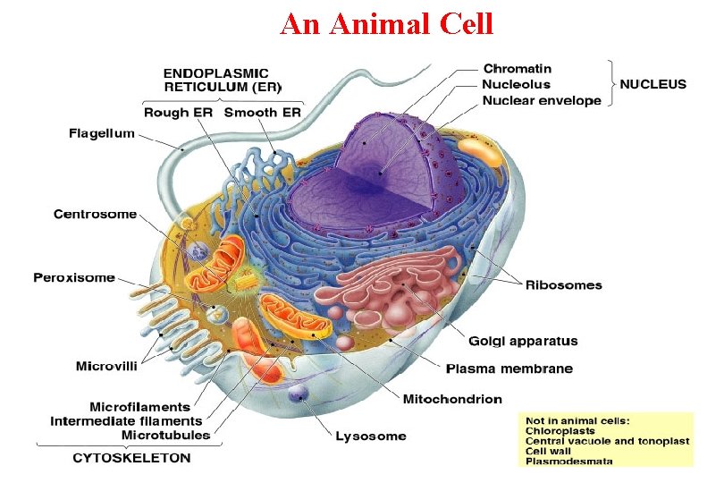 An Animal Cell 