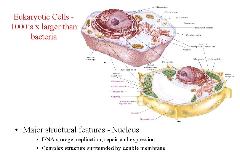 Eukaryotic Cells 1000’s x larger than bacteria • Major structural features - Nucleus •