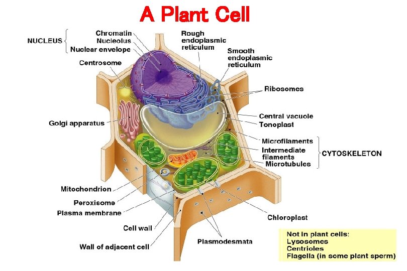 A Plant Cell 