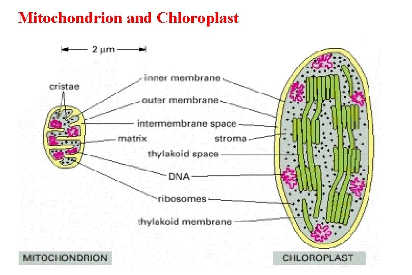 Mitochondrion and Chloroplast 