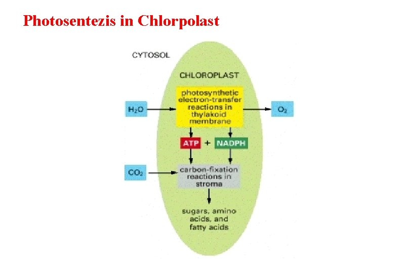Photosentezis in Chlorpolast 