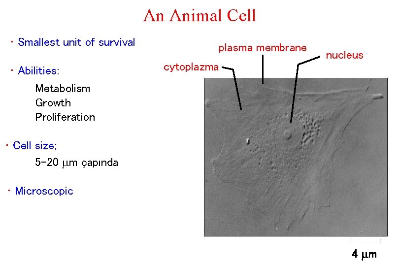 An Animal Cell • Smallest unit of survival • Abilities: Metabolism Growth Proliferation plasma