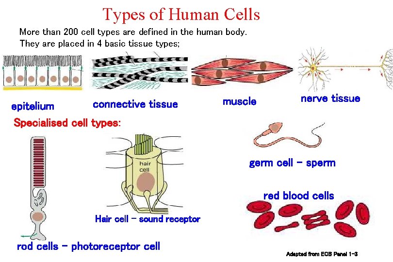 Types of Human Cells More than 200 cell types are defined in the human