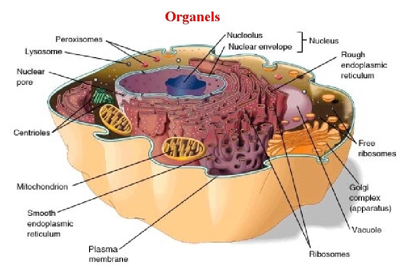 Organels 