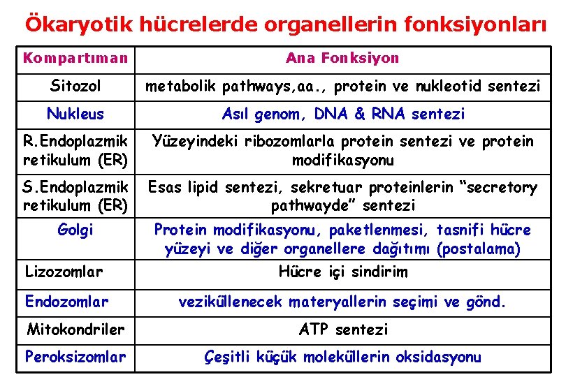 Ökaryotik hücrelerde organellerin fonksiyonları Kompartıman Ana Fonksiyon Sitozol metabolik pathways, aa. , protein ve