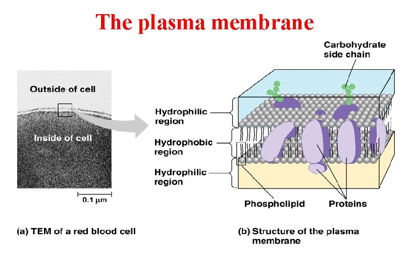 The plasma membrane 